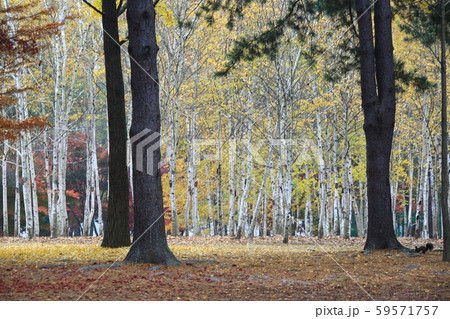 南怡島 ガーデン 庭園 59571757