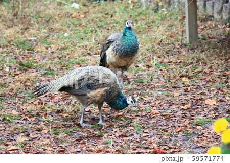 南怡島 ガーデン 庭園 59571774