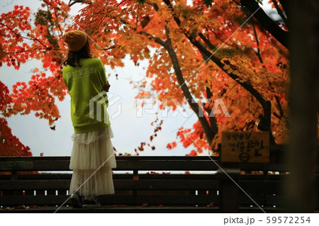 南怡島 ガーデン 庭園 59572254