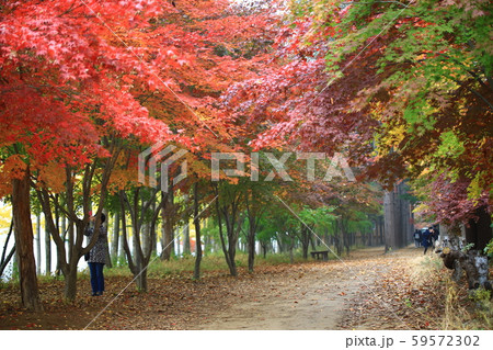 南怡島 ガーデン 庭園 59572302