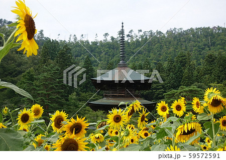 満開のヒマワリと安久津八幡神社 満開のヒマワリと安久津八幡神社 59572591