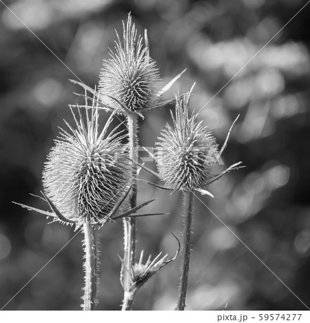 Seedheads of fullers teasel, black and white 59574277