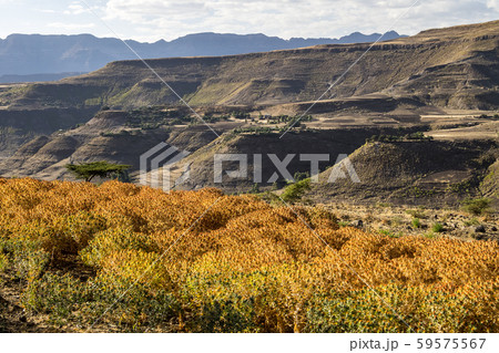 Saflor flower field between in Tigray, Northern Ethiopia, Africa Saflor flower field between in Tigray, Northern Ethiopia, Africa 59575567