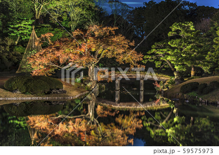 秋のライトアップが照らす回遊式日本庭園の六義園の松、カエデと紅葉の木に囲まれた大泉水を渡る田鶴橋 59575973