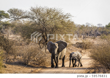 African bush elephant in Kruger National park, African bush elephant in Kruger National park, 59576831