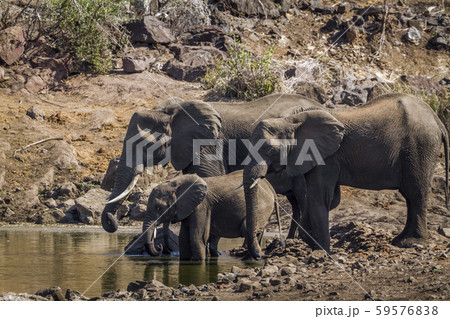 African bush elephant in Kruger National park, 59576838