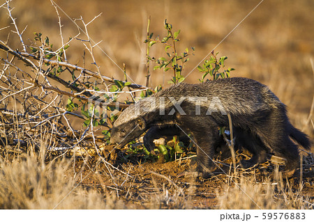 Honey badger in Kruger National park, South Africa 59576883