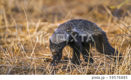 Honey badger in Kruger National park, South Africa 59576885