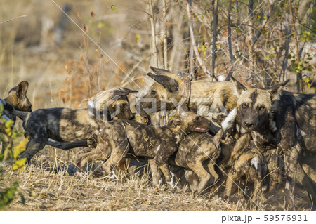 African wild dog in Kruger National park, South African wild dog in Kruger National park, South 59576931