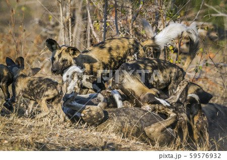African wild dog in Kruger National park, South 59576932