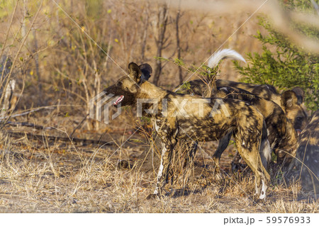 African wild dog in Kruger National park, South African wild dog in Kruger National park, South 59576933