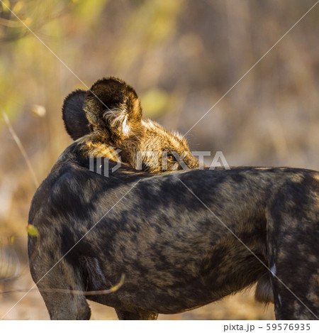 African wild dog in Kruger National park, South 59576935