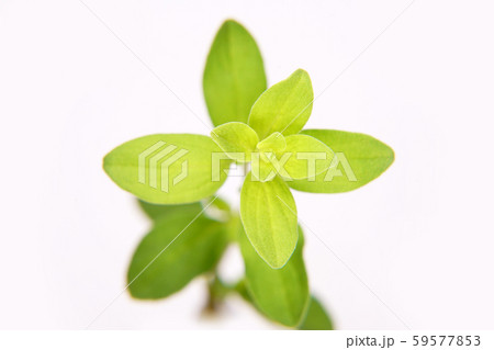 スイートマジョラム スイートマジョラム 59577853