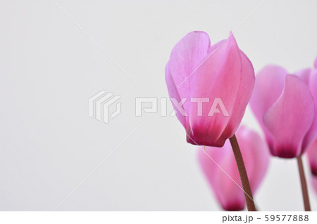 ミニシクラメン 59577888