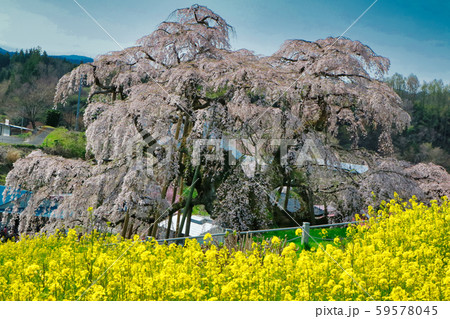 三春の滝桜 三春の滝桜 59578045