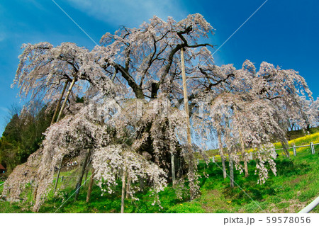 三春の滝桜 59578056