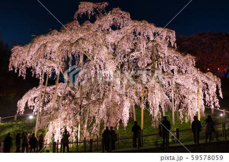 三春の滝桜 三春の滝桜 59578059
