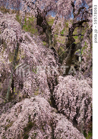 三春の滝桜 三春の滝桜 59578063