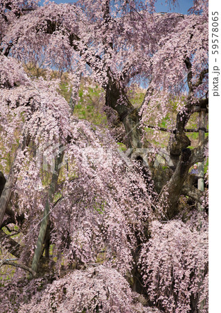 三春の滝桜 三春の滝桜 59578065