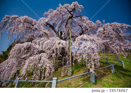 三春の滝桜 三春の滝桜 59578067