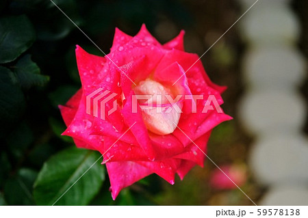 赤い薔薇　コロラマ 59578138