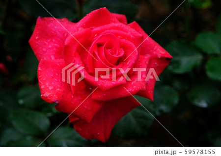 薔薇 タイムレス98 薔薇 タイムレス98 59578155