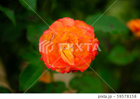 薔薇　アシュラム 59578158
