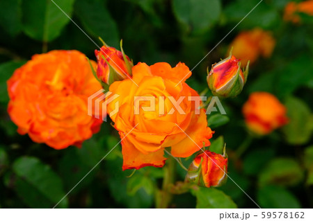 薔薇　アシュラム 59578162