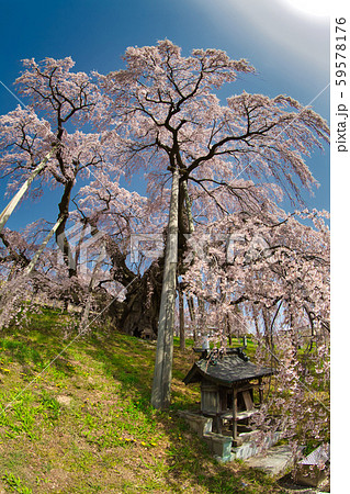 三春の滝桜 三春の滝桜 59578176