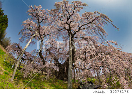 三春の滝桜 三春の滝桜 59578178