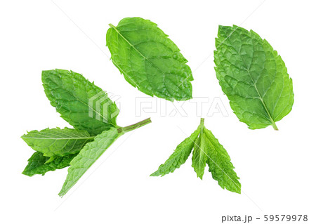 fresh green mint leaves isolated on white background, top view. Flat lay fresh green mint leaves isolated on white background, top view. Flat lay 59579978