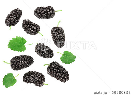 Mulberry with leaf isolated on white background with copy space for your text. Top view. Flat lay Mulberry with leaf isolated on white background with copy space for your text. Top view. Flat lay 59580332