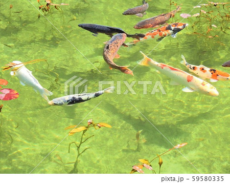 モネの池「ハート柄」錦鯉の水景 A 59580335