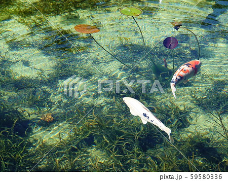 モネの池の錦鯉の水景 B モネの池の錦鯉の水景 B 59580336