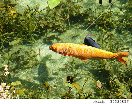 黄金の鯉 モネの池 C 黄金の鯉 モネの池 C 59580337