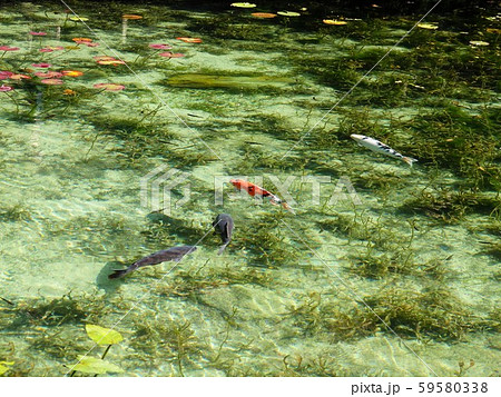 モネの池の錦鯉の水景 D モネの池の錦鯉の水景 D 59580338