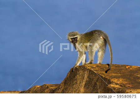 Vervet monkey in Kruger National park, South Vervet monkey in Kruger National park, South 59580675