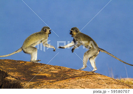 Vervet monkey in Kruger National park, South 59580707