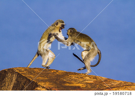Vervet monkey in Kruger National park, South 59580718