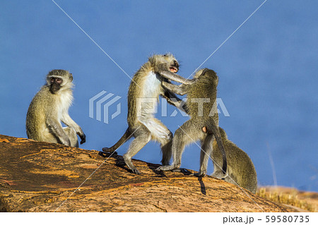 Vervet monkey in Kruger National park, South 59580735