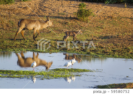Common Waterbuck in Kruger National park, South Common Waterbuck in Kruger National park, South 59580752