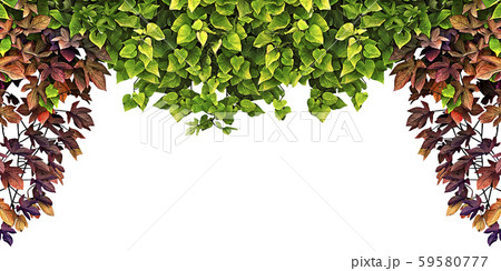 frame of the climbing plant isolated on white 59580777