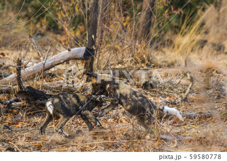 African wild dog in Kruger National park, South African wild dog in Kruger National park, South 59580778