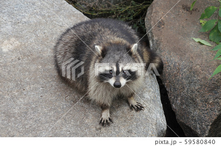 An animal raccoon sitting on a stone. 59580840