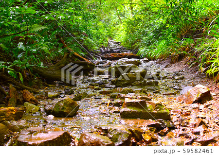 高尾山の6号路　飛び石 59582461