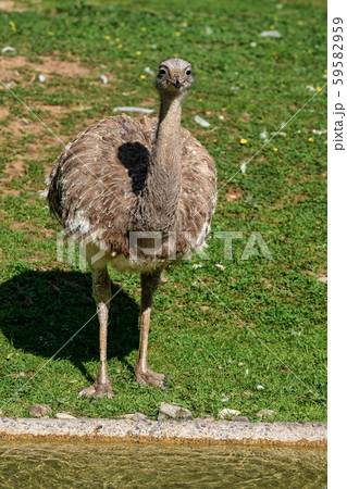 Darwin's rhea, Rhea pennata also known as the lesser rhea. 59582959