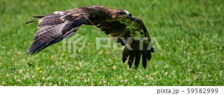 Harris's hawk, Parabuteo unicinctus, bay-winged hawk or dusky hawk 59582999