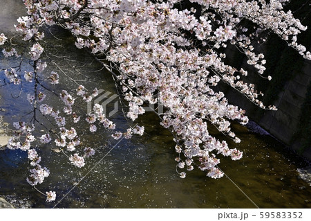 神田川に流れる散り花に河畔の桜の写真素材