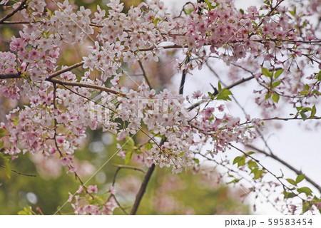 桜 59583454
