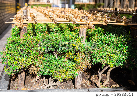 冬囲い、雪対策、ガーデニング、花壇 59583611